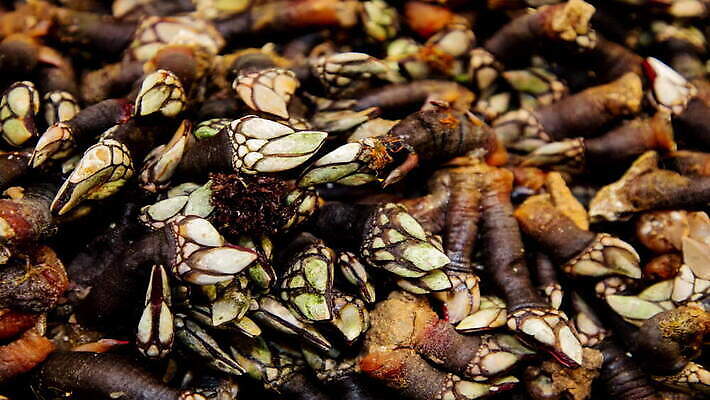 라이프스타일 접시 계절 음식 백그라운드 농업 다이어트 채소 재료 감자 건조 건강 요리 사람없음 초록색 파란색 하이앵글 갈색 주방 중국 수확 시골 닫기 향신료 유기농 질감 날것 뿌리 성분 비타민 흙더미 내추럴 아티초크 MOV 해외동영상 클립영상 식기 웰빙 산업 아시아 뷰포인트 컬러 모션 생활 흙 동영상 영양소 향미료 파일형식 더미