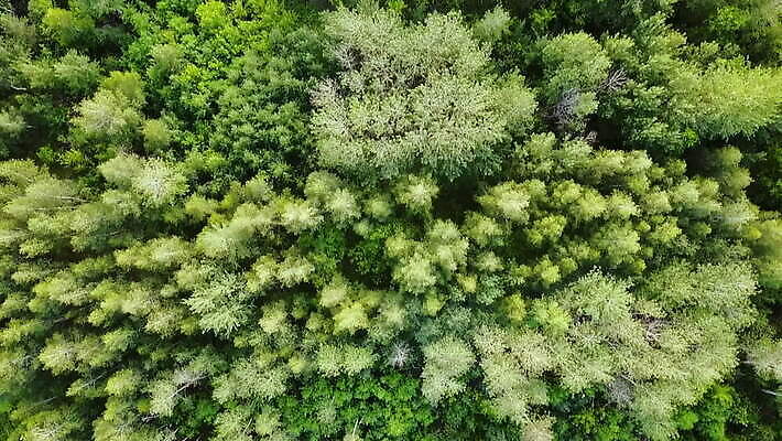 나무 식물 공원 잎 캐나다 자연 사람없음 초록색 숲 항공촬영 삼림지대 MOV 해외동영상 클립영상 공공시설 뷰포인트 컬러 북아메리카 생태계 동영상 파일형식