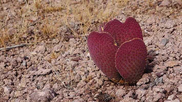 식물 꽃 분홍색 백그라운드 꽃무늬 과일 자연 날씨 선인장 건조 사람없음 초록색 파란색 컬러풀 보라색 사막 뜨거움 가시 냄비 척추 내추럴 다육식물 4K MP4 해외동영상 클립영상 컬러 무늬 뼈 솥 생태계 동영상 파일형식