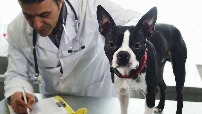 동물 직업 유니폼 가족 건강 병원 실험 사랑 한명 사람 약 고통 시험 환자 의사 업무 개 강아지 문서 약속 처방 수의사 조제 송곳니 기르기 돌봄 유래 헬프 4K MOV 해외동영상 클립영상 1 옷 교육 감정 포유류 의학 관계 모션 반려동물 의료진 작업 도움 치아 만들기 동영상 파일형식