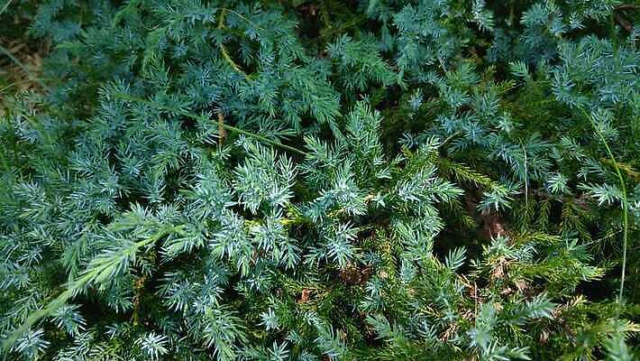 나무 식물 잎 밭 자연 안테나 사람없음 초록색 소나무 정상 숲 바쁨 상록수 침엽수 잡동사니 삼나무 조감도 향나무 가문비나무 4K MOV 해외동영상 클립영상 컬러 농업 통신 생태계 동영상 파일형식