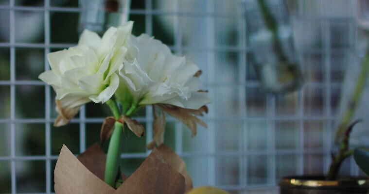 꽃 잎 유리 실내 매달리기 사람없음 성장 심플 남아프리카 케이프타운 4K 틸트업 MOV 해외동영상 클립영상 식물 모션 아프리카 재질 촬영기법 내부 동영상 남아프리카공화국 파일형식