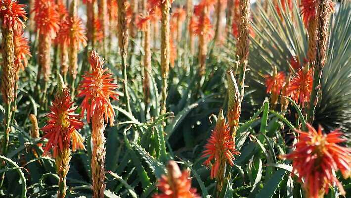 식물 꽃 화초 컬러 백그라운드 선인장 사람없음 장식 빨간색 초록색 정원 미국 활발 사막 다양 개화 황무지 닫기 약초 생태계 캘리포니아 진홍색 애리조나 내추럴 강렬 다육식물 알로에 오리지널 이국적 카피스페이스 억울 4K 건조기후 MP4 해외동영상 클립영상 감정 다수 컨셉 북아메리카 모션 공백 풀_식물 동영상 파일형식