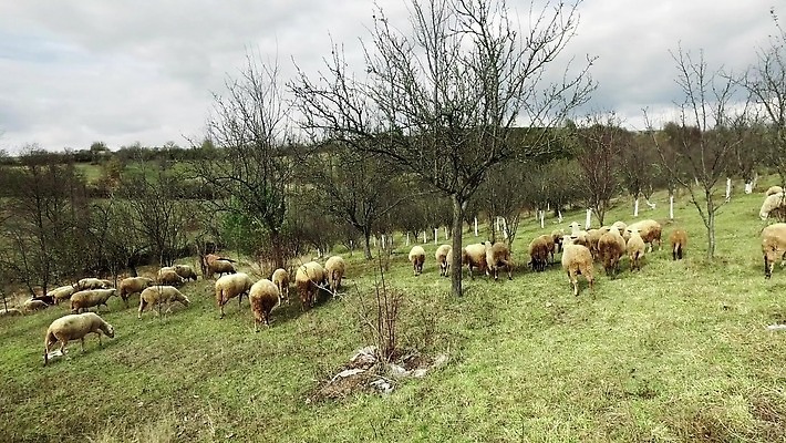 동물 1 밭 농업 포유류 자연 털 초원 사람없음 야외 초록색 여름 농장 농경지 환경 가축 봄 흰색 시골 양 방목 땅 탈출 호기심 싱글 사냥 솜털 양고기 늑대 양모 무료 밭일 양털 1인칭시점 4K MP4 해외동영상 클립영상 시선 계절 감정 산업 컬러 컨셉 육류 직물 축산업 생태계 동영상 파일형식