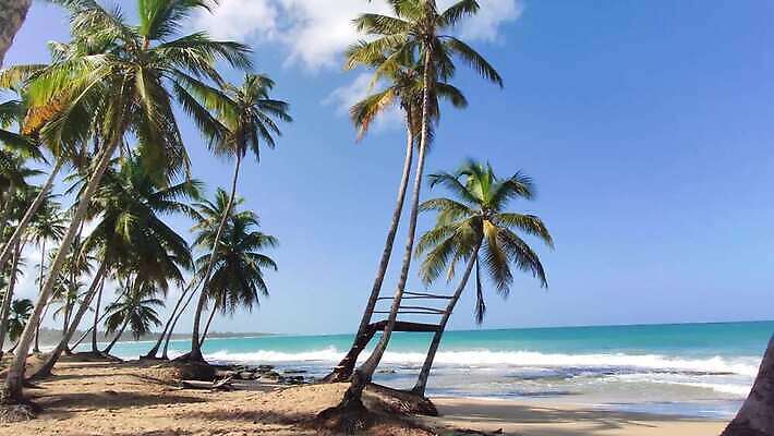 나무 모래 바다 섬 여행 자연 하늘 손바닥 사람없음 물 파란색 강 모래사장 야자수 태양 일몰 탐험 신선 대서양 내추럴 공화국 도미니카공화국 민물 이국적 코스타리카 파라다이스 4K MP4 해외동영상 클립영상 자연요소 식물 손 나라 컬러 노을 남아메리카 중앙아메리카 생태계 동영상 파일형식