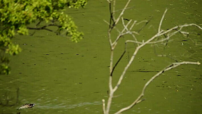 나무 동물 1 공원 유럽 아시아 호수 야생동물 백그라운드 모션 자연 조류 오리 한국 사람없음 야외 초록색 물 강 갈색 수영 연못 물새 일반 동영상 청둥오리 내추럴 현재 MOV 해외동영상 클립영상 자연요소 식물 공공시설 나라 컬러 컨셉 수상스포츠 생태계 파일형식