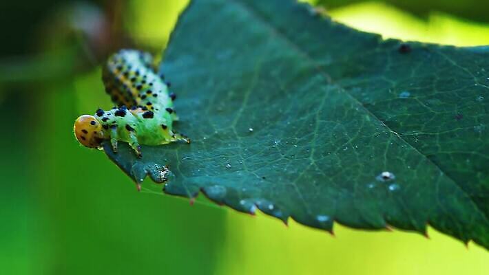 식물 야생동물 곤충 잎 자연 무척추동물 사람없음 초록색 장미 노란색 정원 해충 벌레 애벌레 농약 변태 원예사 적자 4K MP4 해외동영상 클립영상 동물 직업 꽃 컬러 생태계 동영상 파일형식