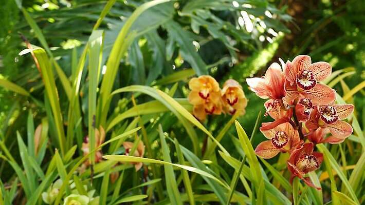 식물 꽃 화초 백그라운드 꽃무늬 아침 사람없음 장식 컬러풀 정원 봄 활발 낭만 벚꽃 신선 개화 난초 티켓 분위기 숲 열대우림 순수 화단 내추럴 강렬 삼림지대 아마존 이국적 카피스페이스 그리너리 세련 4K MP4 해외동영상 클립영상 주간 계절 컬러 컨셉 무늬 공백 동영상 파일형식 트랜드컬러