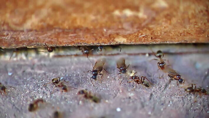 동물 외관 야생동물 곤충 백그라운드 절지류 날개 자연 노동자 사람없음 야외 목재 물 여름 갈색 검은색 해충 벌레 떨어짐 군중 작음 묘사 질감 바쁨 커뮤니티 개미 짝짓기 동물상 블러효과 소셜 식민지 옛날 많음 MOV 해외동영상 슬로모션 클립영상 자연요소 나무 직업 계절 컬러 컨셉 재료 촬영기법 사람 조형물 크기 생태계 동영상 블러 파일형식 효과