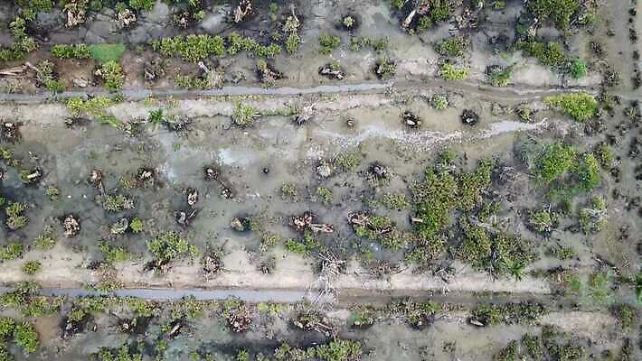 나무 식물 길 백그라운드 잎 농업 자연 하늘 건조 따뜻함 매달리기 손바닥 그림자 풍경 사람없음 야외 농작물 농장 환경 고통 흰색 죽음 신선 기름 가뭄 내추럴 고립 방법 썩음 탈수 4K MOV 해외동영상 클립영상 손 감정 산업 음식 컬러 모션 날씨 생태계 동영상 파일형식
