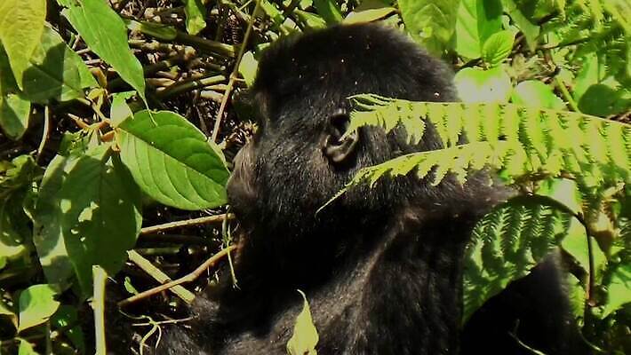 동물 공원 남자 얼굴 야생동물 포유류 가족 아프리카 자연 산 털 동물원 종류 앉기 사람없음 초록색 검은색 힘 원숭이 아기 그룹 황무지 숲 큼 열대우림 사파리 멸종 유인원 고릴라 르완다 우간다 전국 콩고 힘찬 MOV 해외동영상 클립영상 공공시설 나라 컬러 컨셉 관계 모션 사람 신체부위 크기 생태계 동영상 파일형식