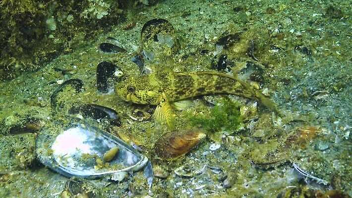 식물 동물 야생동물 바다 자연 낚시 건강 어류 사람없음 물 세계 환경 바닷속 수중 식사 해산물 무역 생태계 생물학 어장 내추럴 동물상 민물 생태학 4K 수중영상 MP4 해외동영상 클립영상 자연요소 교육 산업 레저 조형물 수중동물 동영상 파일형식