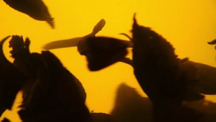 음료 백그라운드 잎 모션 유리 사람없음 옆모습 초록색 흐름 신선 시간 뜨거움 항아리 액체 닫기 냄비 컨테이너 찻주전자 가득함 준비 회전 함선 각도 느림 양조 우롱차 투입 MOV 해외동영상 클립영상 식물 산업 뷰포인트 컬러 컨셉 배_교통 재질 주전자 차_음료 도자기 솥 동영상 파일형식