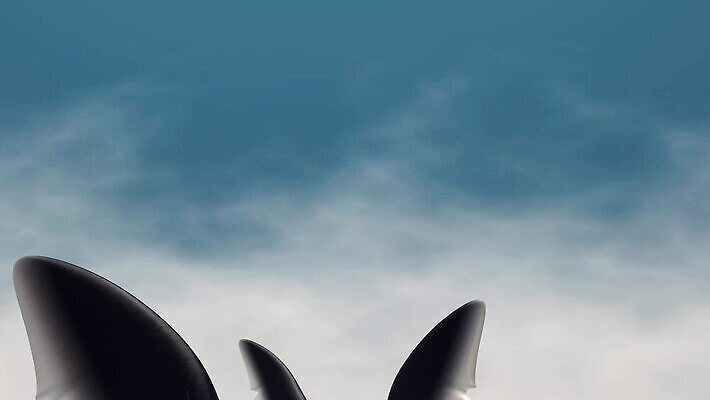 동물 야생동물 바다 백그라운드 자연 경고 어류 사람없음 물 안개 죽음 끝 위험 먹이 무서움 사냥 육식동물 지느러미 상어 애니메이션 살인범 전경 HD MOV 해외동영상 클립영상 자연요소 감정 컨셉 날씨 풍경 수중동물 생태계 동영상 파일형식 탑뷰