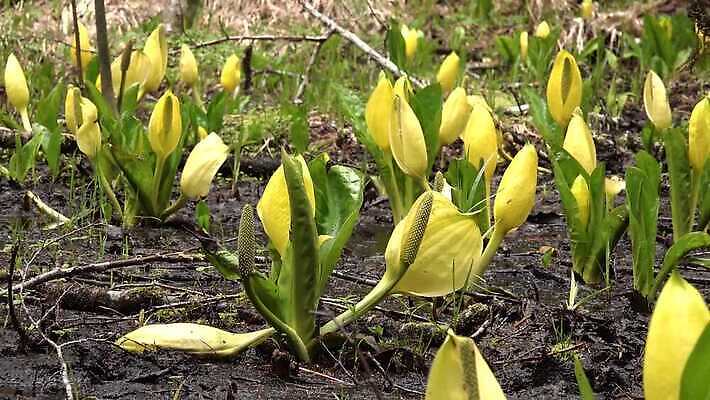 식물 꽃 컬러 자연 잉글랜드 사람없음 초록색 물 노란색 봄 젖음 습지 양배추 냄새 변소 서쪽 워싱턴 4K MP4 해외동영상 클립영상 자연요소 계절 채소 영국 미국 방향 생태계 동영상 파일형식