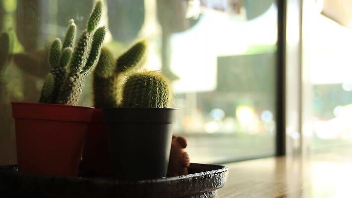 식물 라이프스타일 화초 선인장 건강 사람없음 신선 심플 스타일 카피스페이스 그리너리 안락 뉴노멀 HD MP4 해외동영상 클립영상 컨셉 생활 경제 공백 동영상 파일형식 트랜드컬러