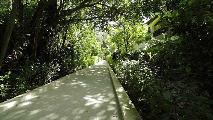 나무 식물 공원 길 섬 여행 백그라운드 자연 사람없음 야외 초록색 태양 맑음 산책 숲 오솔길 휴양지 몰디브 MOV 해외동영상 클립영상 자연요소 공공시설 아시아 컬러 날씨 휴식 장소 생태계 동영상 파일형식