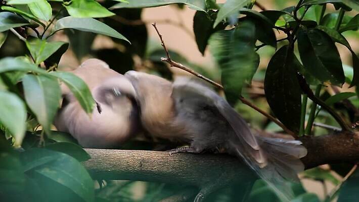 나무 동물 야생동물 컬러 겨울 날개 가족 자연 조류 엄마 병아리 앉기 사람없음 목재 초록색 머리 정원 회색 나뭇가지 닫기 달콤 먹기 기아 깃털 비둘기 부리 내추럴 수유 유라시아 MP4 해외동영상 클립영상 식물 계절 유럽 아시아 재료 관계 모션 신체부위 맛 사회이슈 생태계 동영상 파일형식