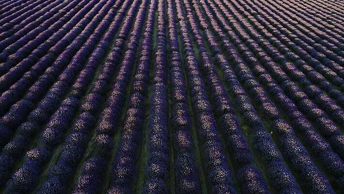 식물 꽃 선 컬러 여행 백그라운드 꽃무늬 밭 농업 자연 하늘 안테나 풍경 사람없음 야외 초록색 여름 파란색 컬러풀 햇빛 농장 일출 정원 보라색 일몰 수확 벚꽃 시골 개화 땅 허브 제비꽃 향기 아로마 아로마테라피 라벤더 내추럴 프랑스어 항공촬영 드론 밭일 4K MP4 해외동영상 클립영상 문자 계절 산업 뷰포인트 무늬 통신 태양 노을 생태계 냄새 테라피 동영상 파일형식