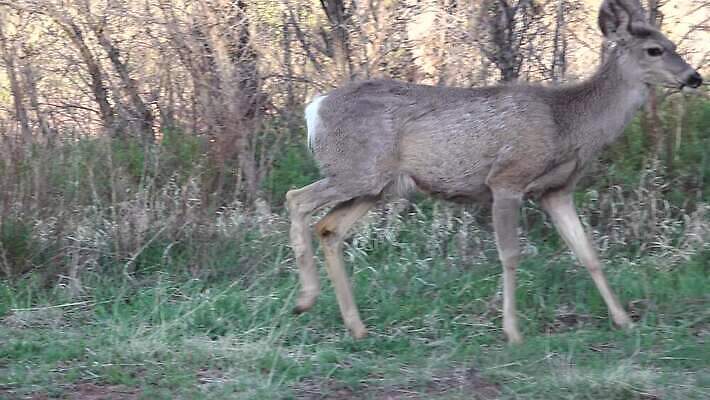 동물 공원 야생동물 여행 백그라운드 오렌지 포유류 자연 하늘 사슴 산 털 뿔 종류 풍경 사람없음 빨간색 갈색 달러 정원 미국 봄 코트 흰색 소나무 숲 사냥 내추럴 랜드마크 엘크 전국 지질 콜로라도 4K MP4 해외동영상 클립영상 나무 계절 공공시설 컬러 돈 북아메리카 과일 외투 생태계 동영상 파일형식