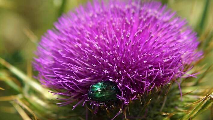 식물 동물 꽃 야생동물 곤충 꽃무늬 자연 사람없음 초록색 보라색 봄 들꽃 다양 벚꽃 약초 꿀벌 수분 벌 허브 유기농 엉겅퀴 내추럴 생태학 이국적 생존 전경 4K MP4 해외동영상 클립영상 웰빙 계절 교육 컬러 다수 무늬 풍경 풀_식물 벌_곤충 생태계 동영상 파일형식 탑뷰
