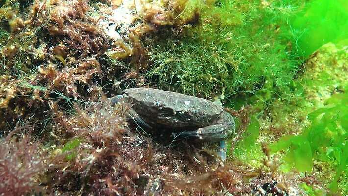 식물 동물 야생동물 절지류 무척추동물 갑각류 사람없음 물 세계 환경 바닷속 수중 게 가재 생태계 생물학 암 동물상 발톱 생태학 4K 수중영상 MP4 해외동영상 클립영상 자연요소 교육 발 조형물 질병 동영상 파일형식