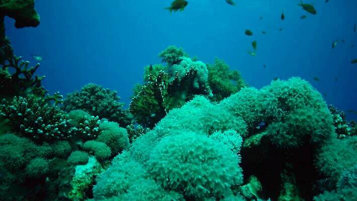 동물 야생동물 바다 컬러 백그라운드 자연 낚시 이집트 어류 사람없음 빨간색 물 파란색 컬러풀 환경 바닷속 수중 수영 수중동물 산호 산호초 다이빙 스쿠버다이빙 소금 암초 홍해 해파리 깊이 생태학 이국적 4K MP4 해외동영상 클립영상 자연요소 교육 아프리카 레저 수상스포츠 수중식물 자포동물 생태계 동영상 수중스포츠 파일형식