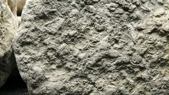 과학 사람없음 회색 바위 역사 산호 닫기 분필 생물학 라임 발트해 석회암 옛날 지질학 4K MP4 해외동영상 클립영상 교육 바다 컬러 과일 모션 북유럽 암석 자포동물 초크 동영상 파일형식