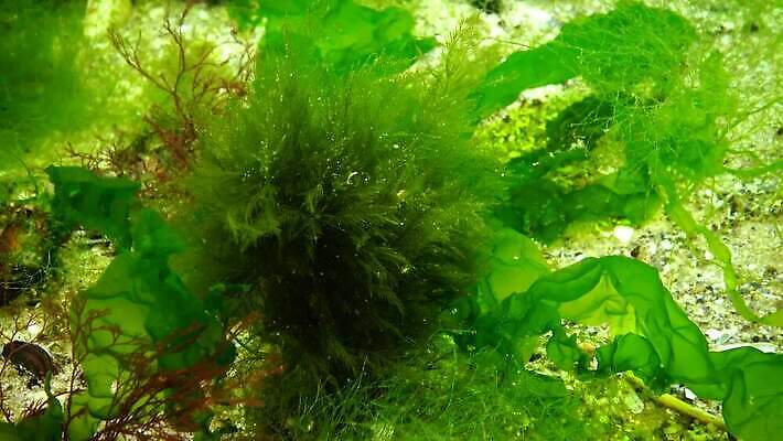 식물 바다 자연 사람없음 초록색 환경 바닷속 수중 해조류 생태계 생물학 광합성 동물상 산화 생태학 소금물 4K 수중영상 MP4 해외동영상 클립영상 교육 컬러 조형물 해양식물 동영상 파일형식