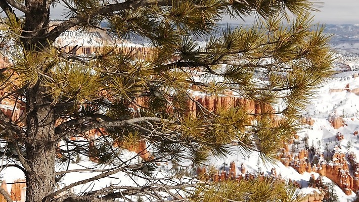 나무 여행 겨울 파노라마 국립공원 사람없음 빨간색 미국 트래킹 하이킹 외계인 소나무 황무지 분위기 선탠 정상 환경보전 부식 사암 침엽수 애리조나 첨탑 전나무 감탄 랜드마크 오리지널 웅장함 원형극장 특별함 4K MP4 해외동영상 클립영상 식물 계절 공원 컬러 컨셉 북아메리카 레저 촬영기법 탑 미확인물체 돌_바위 극장 사회이슈 동영상 파일형식