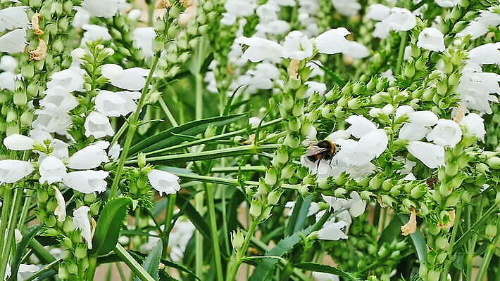 식물 동물 계절 꽃잎 꽃 컬러 곤충 백그라운드 잎 날개 자연 사람없음 초록색 여름 컬러풀 뷰티 노란색 정원 보라색 검은색 봄 줄무늬 벚꽃 흰색 닫기 벌레 벌 싱글 꽃가루 꿀 라벤더 내추럴 호박벌 MOV 해외동영상 클립영상 무늬 모션 벌_곤충 가루 허브 생태계 동영상 파일형식