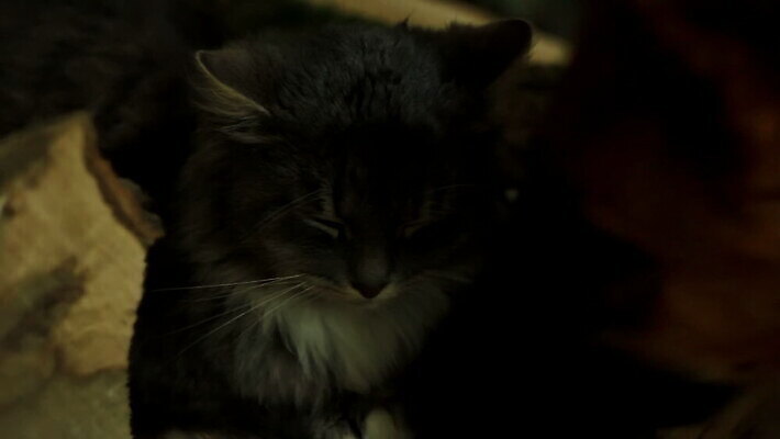 동물 감정 얼굴 줄기 2 장난 관계 포옹 놀이 수염 털 함께함 사랑 사람없음 친구 반려동물 갈색 귀여움 고양이 우정 그룹 개 강아지 작음 꼬리 대치 순혈 MOV 해외동영상 클립영상 식물 컬러 컨셉 포유류 안기 신체부위 크기 동영상 파일형식