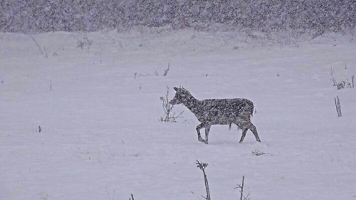 동물 계절 공원 남자 야생동물 겨울 포유류 자연 사슴 뿔 서기 풍경 사람없음 빨간색 달러 골짜기 추위 가을 흰색 황무지 군중 숲 방목 바퀴자국 사파리 꼬리 사냥 장면 눈보라 산악지대 웅장함 투쟁 4K HD MP4 해외동영상 클립영상 공공시설 컬러 돈 자국 모션 산 눈_날씨 사람 축산업 생태계 동영상 파일형식