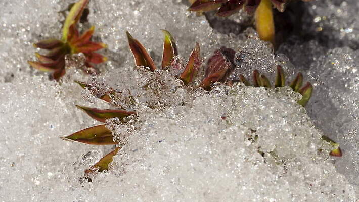 식물 계절 백그라운드 겨울 밭 자연 날씨 따뜻함 초원 사람없음 야외 초록색 물 빛 태양 새싹 냉동 얼음 봄 흰색 녹음 닫기 시원함 땅 유기농 서리 내추럴 4K 타임랩스 MOV 해외동영상 클립영상 자연요소 웰빙 컬러 농업 모션 촬영기법 기록 생태계 동영상 파일형식