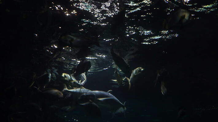 동물 야생동물 바다 여행 백그라운드 자연 어류 사람없음 물 파란색 세계 뷰티 바닷속 수중 광선 산호 포르투갈 생태계 생물학 탱크 상어 암초 수족관 동물상 리스본 이국적 4K MOV 해외동영상 클립영상 자연요소 교육 유럽 컬러 조형물 수중동물 자포동물 동영상 파일형식