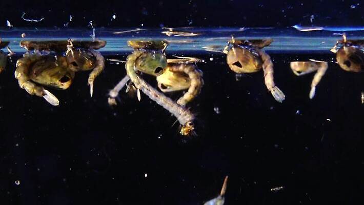 동물 야생동물 바다 곤충 자연 무척추동물 사람없음 물 환경 바닷속 수중 지중해 생태계 생물학 수족관 애벌레 토막 동물상 모기 생태학 우크라이나 4K 저서생물 MP4 해외동영상 클립영상 자연요소 교육 유럽 생물 조형물 해충 벌레 동영상 파일형식