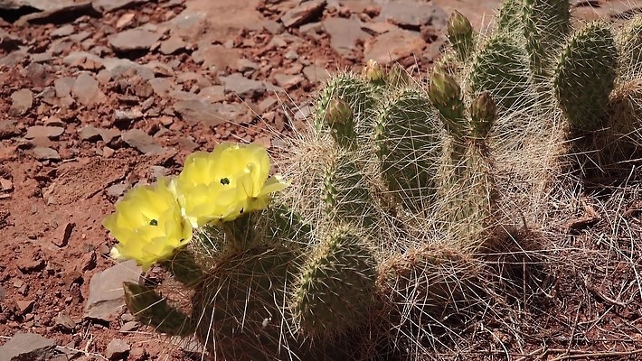 꽃 과일 자연 선인장 풍경 사람없음 초록색 노란색 사막 가시 달콤 다육식물 숙성 4K MP4 해외동영상 클립영상 식물 컬러 맛 생태계 동영상 파일형식