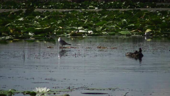 동물 유럽 호수 야생동물 바다 자연 조류 덴마크 사람없음 야외 빨간색 물 뷰티 반사 검은색 봄 잠수부 서식지 다뉴브강 동물상 4K MP4 해외동영상 클립영상 자연요소 계절 나라 컬러 북유럽 조형물 전문직 생태계 동영상 파일형식