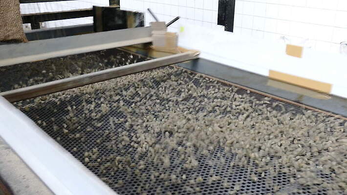 산업 커피 농업 재료 공장 태국 콩 건조 씨앗 사람없음 농작물 갈색 기계 유기농 날것 방법 아라비카 양피지 4K MOV 해외동영상 클립영상 식물 웰빙 아시아 음료 컬러 공업 곡류 동영상 파일형식