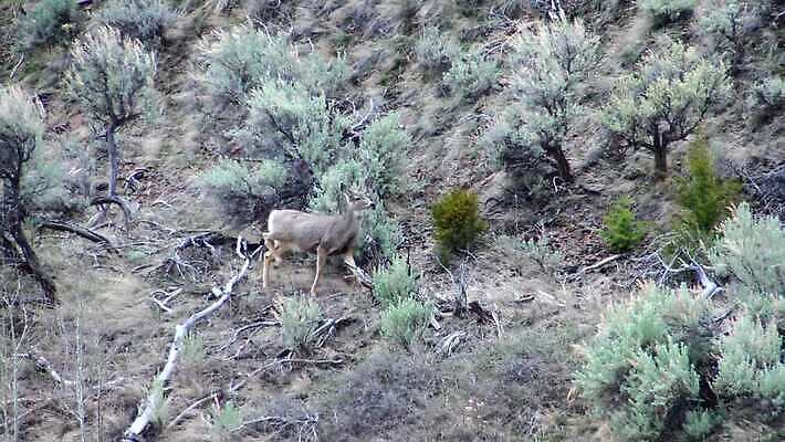 동물 공원 야생동물 포유류 자연 엄마 산 뿔 사람없음 야외 갈색 달러 흰색 황무지 큼 꼬리 귀 아기사슴 4K MP4 해외동영상 클립영상 공공시설 새끼 컬러 돈 가족 사슴 신체부위 크기 생태계 동영상 파일형식