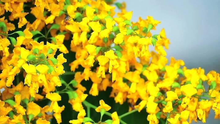 나무 식물 공원 꽃 아시아 잎 꽃무늬 오렌지 자연 사람없음 목재 초록색 뷰티 노란색 정원 스파 봄 성장 벚꽃 나뭇가지 신선 개화 황금 묘사 질감 아로마 내추럴 버마 안다만 MOV 해외동영상 클립영상 계절 공공시설 나라 바다 컬러 무늬 과일 재료 생태계 동영상 파일형식
