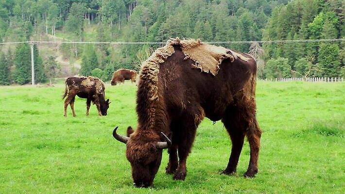 동물 응시 공원 남자 유럽 야생동물 밭 포유류 자연 근육 초식동물 털 뿔 서기 사람없음 야외 초록색 울타리 갈색 머리 소 숲 큼 땅 들소 황소 광택 멸종 루마니아 예약 트란실바니아 MOV 해외동영상 클립영상 시선 공공시설 나라 컬러 농업 모션 사람 신체부위 담장 크기 생태계 동영상 파일형식