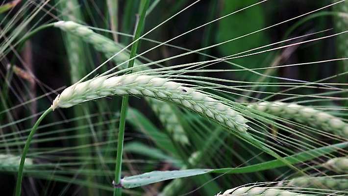 식물 농업 자연 사람없음 초록색 농작물 농장 봄 수확 밀 4K MP4 해외동영상 클립영상 계절 산업 컬러 곡류 생태계 동영상 파일형식