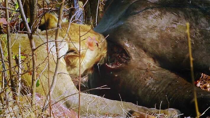 동물 야생동물 포유류 아프리카 자연 국립공원 사람없음 고양이 황무지 보호 사자 먹이 먹기 사파리 육식동물 남아프리카 보츠와나 보호구역 암사자 크루거 MOV 해외동영상 클립영상 멸종위기종 공원 나라 컨셉 모션 반려동물 암컷 생태계 동영상 남아프리카공화국 구역 파일형식