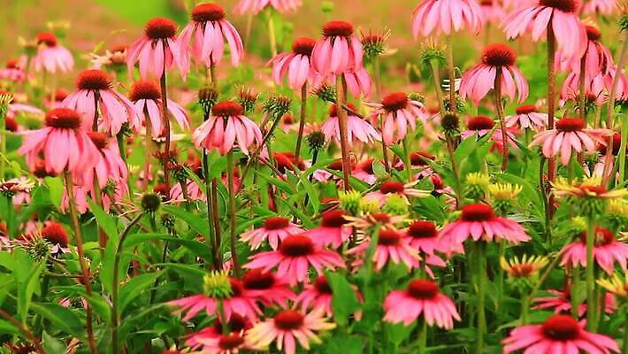식물 꽃잎 꽃 분홍색 백그라운드 오렌지 자연 사람없음 빨간색 초록색 보라색 미국 봄 흰색 가시 닫기 약초 정상 허브 꿀 내추럴 고립 자연요법 혼자 MOV 해외동영상 클립영상 계절 컬러 북아메리카 과일 모션 풀_식물 생태계 동영상 파일형식