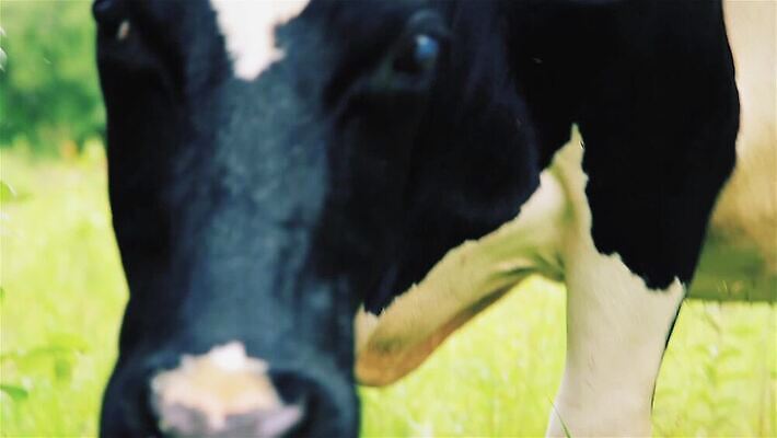 나무 동물 1 산업 얼굴 백그라운드 밭 농업 포유류 자연 하늘 사람없음 초록색 반려동물 농장 농경지 머리 가축 봄 목장 흰색 시골 소 군중 농부 땅 먹기 코 귀 젖 수유 찰과상 특별함 MOV 해외동영상 클립영상 식물 직업 계절 컬러 컨셉 모션 사람 신체부위 상처 생태계 동영상 파일형식