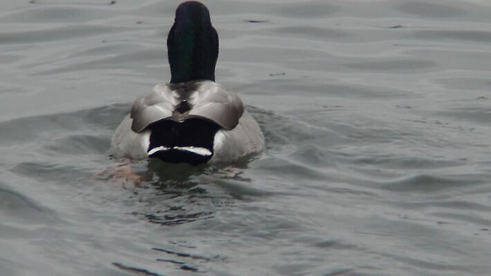 식물 동물 야생동물 바다 날개 자연 갈매기 조류 사람없음 물 수중 흰색 깃털 부리 동물상 청어 4K 수중영상 MP4 해외동영상 클립영상 자연요소 컬러 어류 조형물 생태계 동영상 파일형식