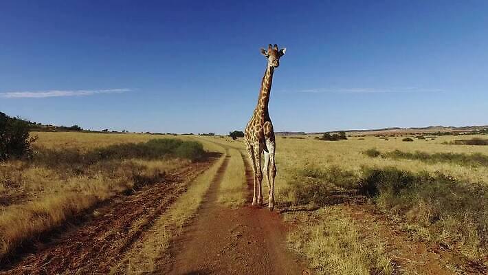 야생동물 포유류 아프리카 자연 초식동물 사람없음 야외 달리기 기린 사파리 남아프리카 HD MOV 해외동영상 클립영상 동물 나라 모션 생태계 동영상 파일형식