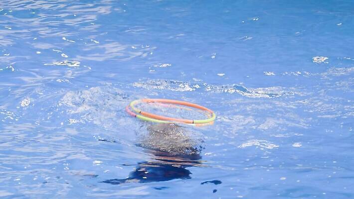 동물 디자인 교육 행복 바다 운동화 장난 포유류 응원 자연 수영장 미술 미소 사람 사람없음 기차 도시 위험 묘기 박수 당구 스마트 돌고래 쇼 지능 평형 4K MP4 해외동영상 클립영상 감정 육상교통 신발 컨셉 문화예술 대중교통 표정 손짓 구기 수영 수중동물 생태계 동영상 파일형식