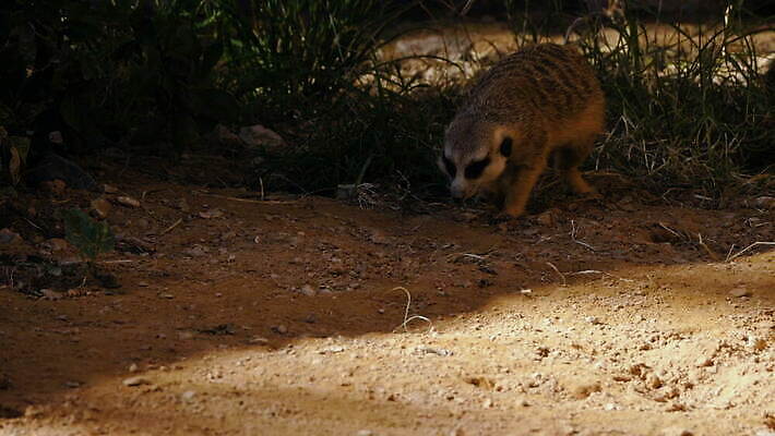 동물 응시 얼굴 야생동물 모래 포유류 아프리카 자연 생물 털 서기 경비 사람없음 야외 갈색 걷기 환경 산책 사막 황무지 작음 호기심 육식동물 내추럴 경보 미어캣 4K MOV 해외동영상 클립영상 시선 감정 나라 컬러 컨셉 모션 휴식 안전 신체부위 보호 크기 생태계 동영상 파일형식